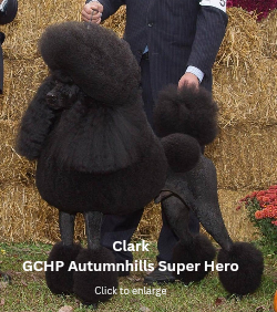 GCHP Autumn Hills Super Hero