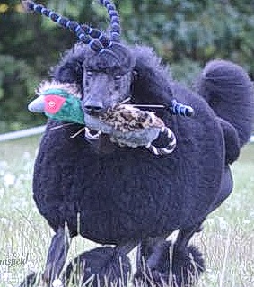 GCHP Autumn Hills Super Hero retrieving in full show coat